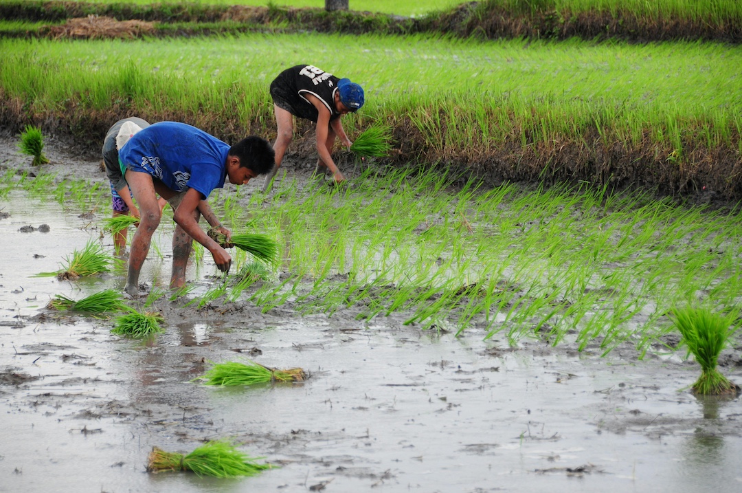 Farmers in the Philippines working in a field